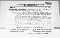 Physoderma hemisphaericum image